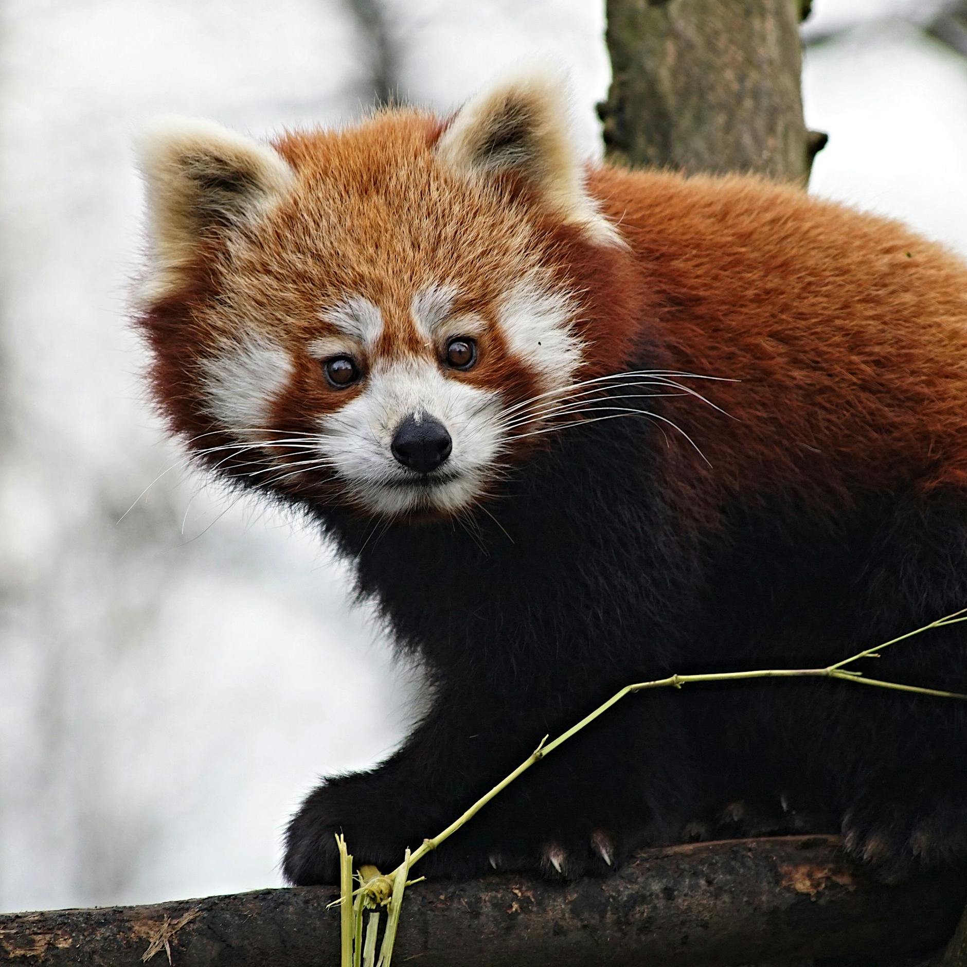 Neue Bewohner im Berliner Zoo: Rote Pandas ziehen in Raubtierhaus