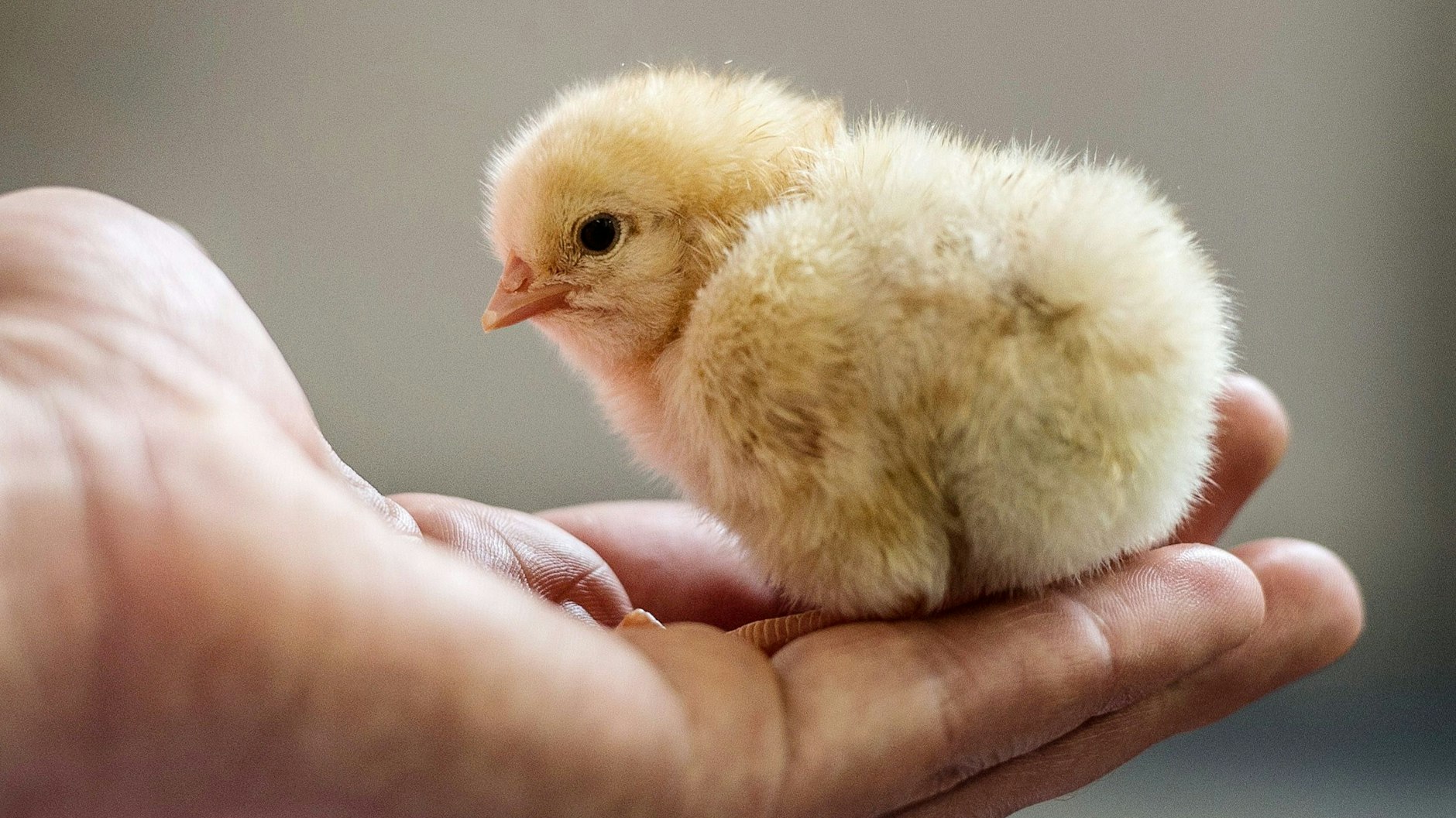 Das millionenfache Kükentöten in der Legehennenhaltung wird 2022 beendet. (Symbolbild)