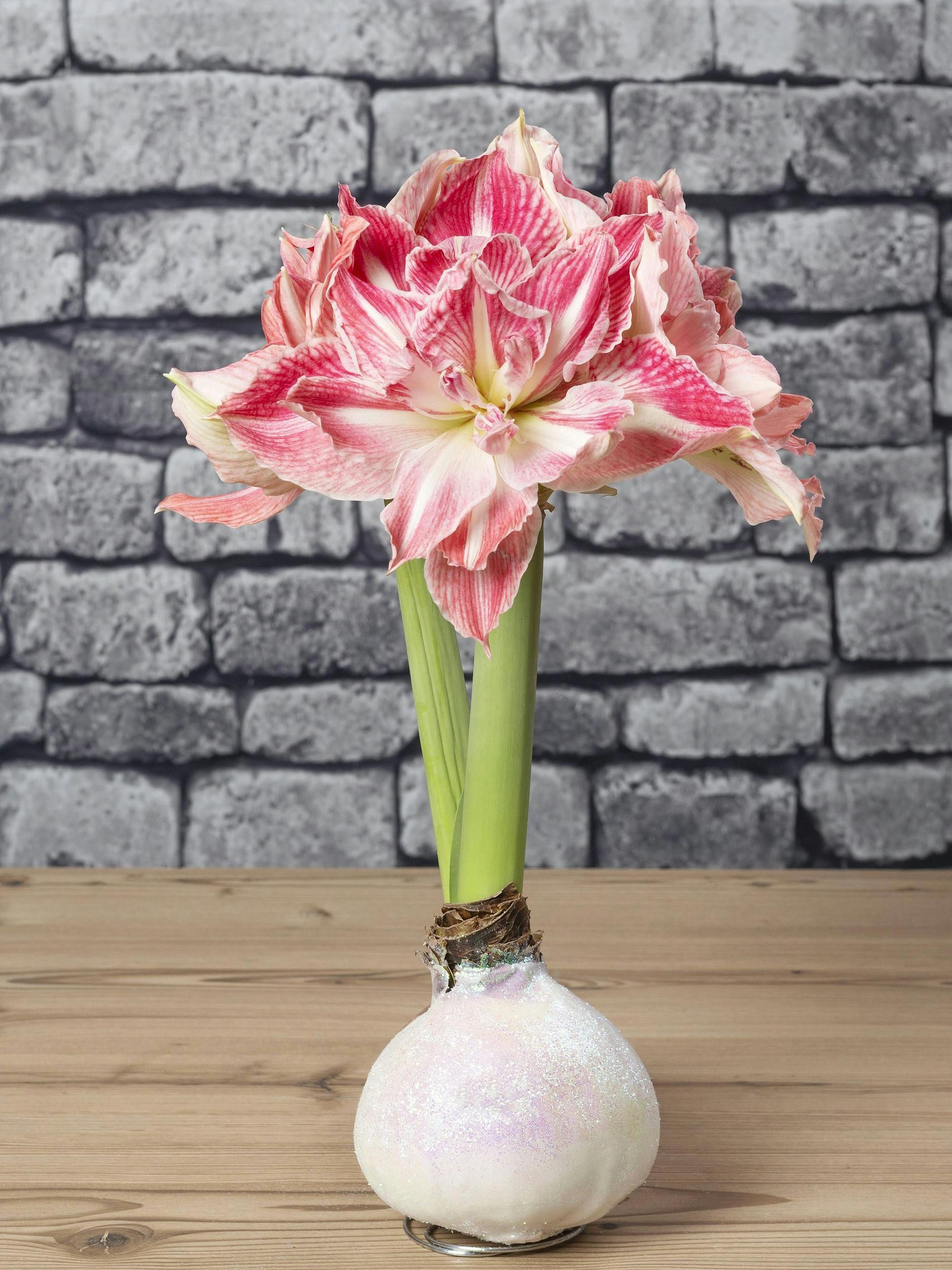 Amaryllis gibt es auch mit gewachster Zwiebel. Diese kann und muss man nicht gießen.