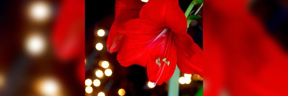 Wer seine Amaryllis richtig pflegt, hat zur Weihnachtszeit eine prachtvolle Blüte.