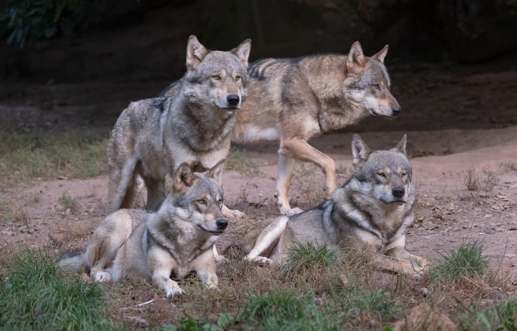 157 Wolfsrudel in Deutschland: Ein Großteil lebt in Brandenburg