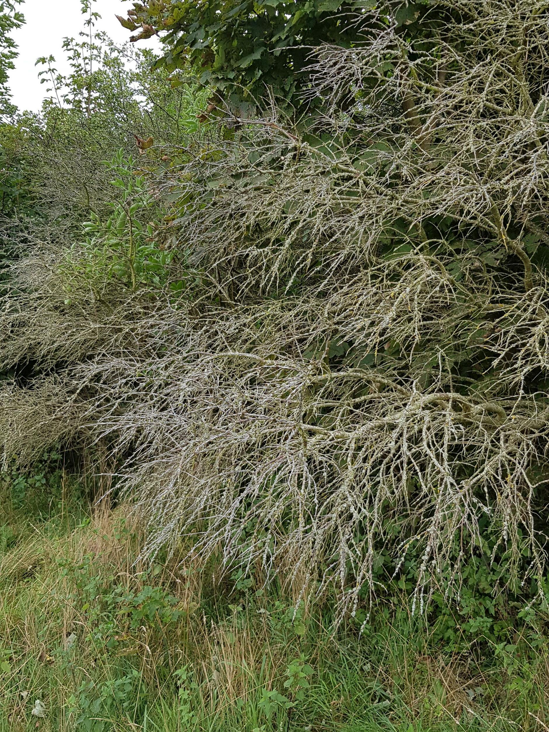 Sterbender Sanddorn auf Hiddensee im Sommer 2021. Wildformen und Plantagen sind betroffen.