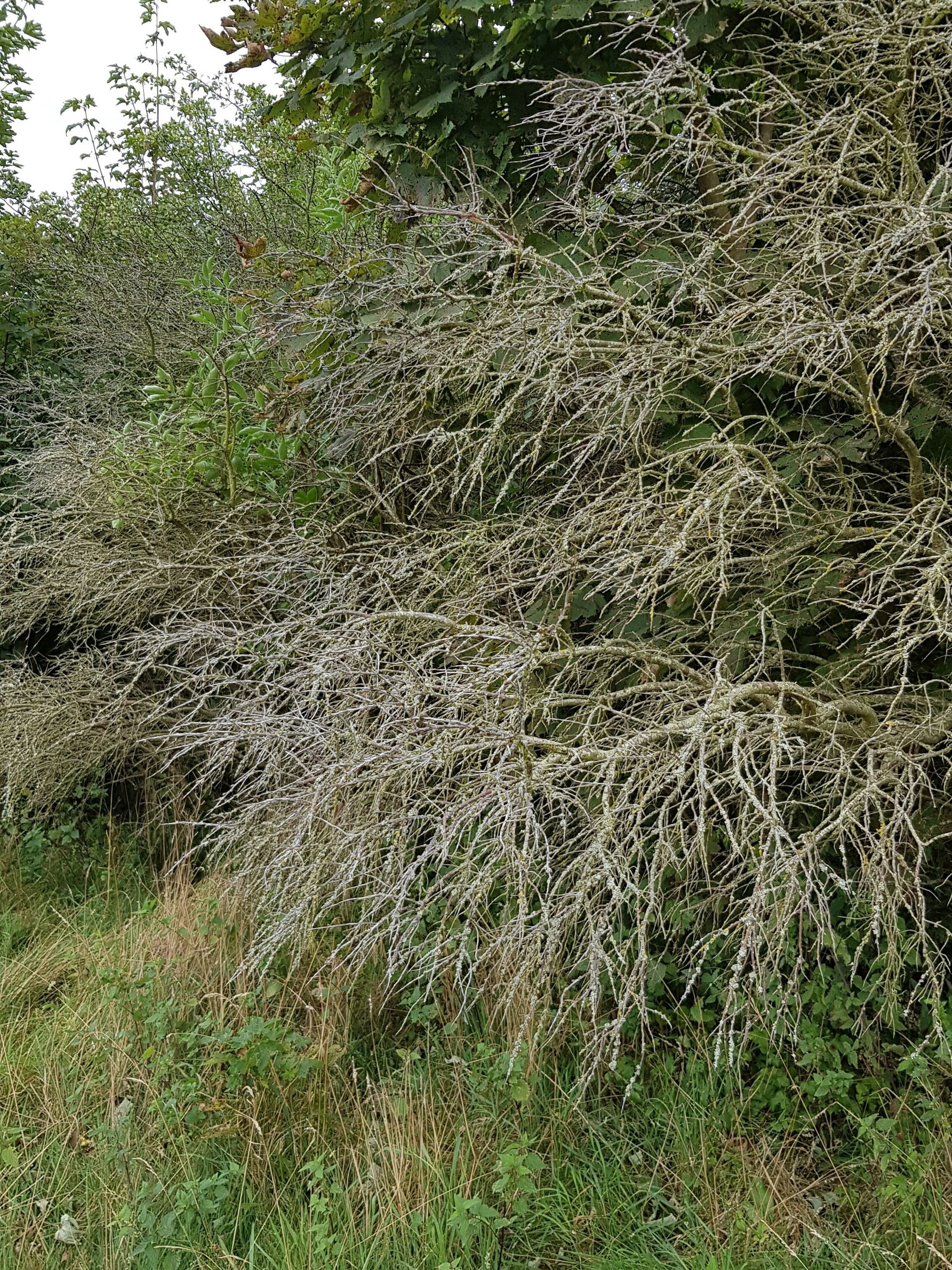 Sterbender Sanddorn auf Hiddensee im Sommer 2021. Wildformen und Plantagen sind betroffen.