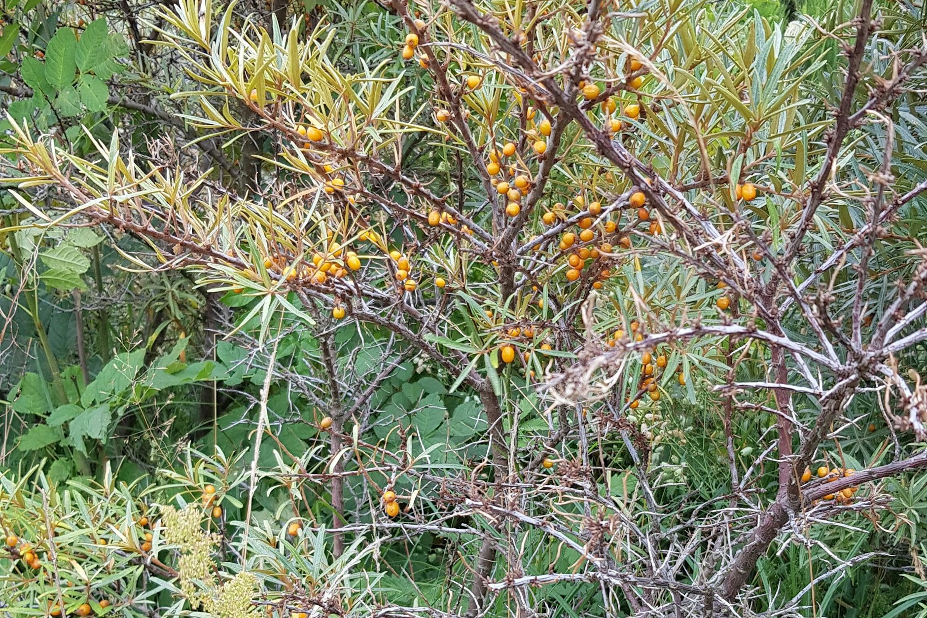 Ein trauriger Anblick: Die meisten Sanddornbüsche auf Hiddensee sind abgestorben, dieses Exemplar erlebt seine letzte, kümmerliche Saison.&nbsp;