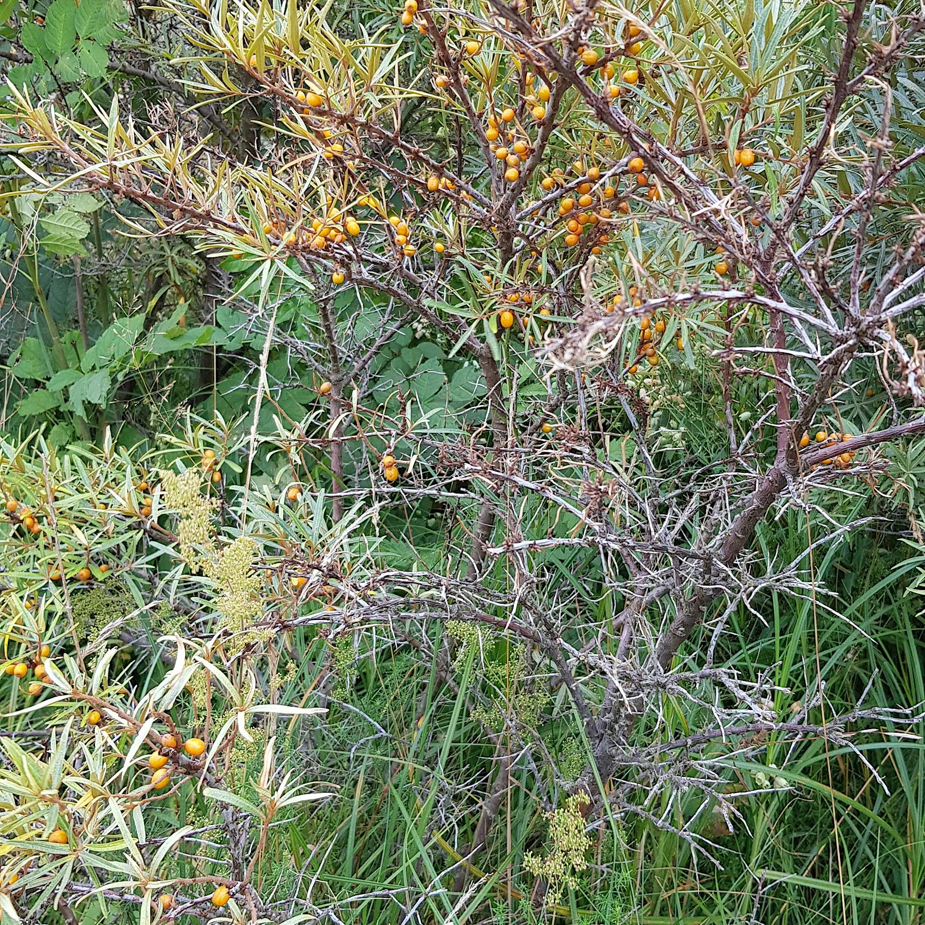 Sanddornsterben auf Hiddensee: Alles tut so weh