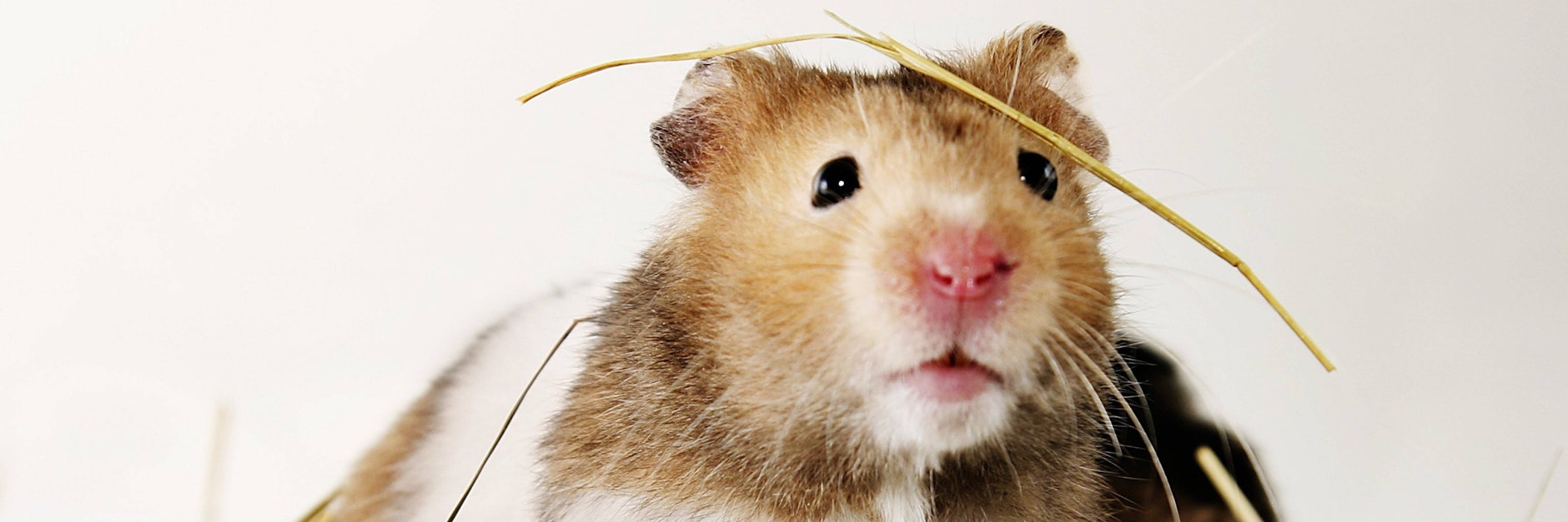 Bei Goldhamstern zeigte die Nasen-Impfung gute Erfolge gegen Corona.