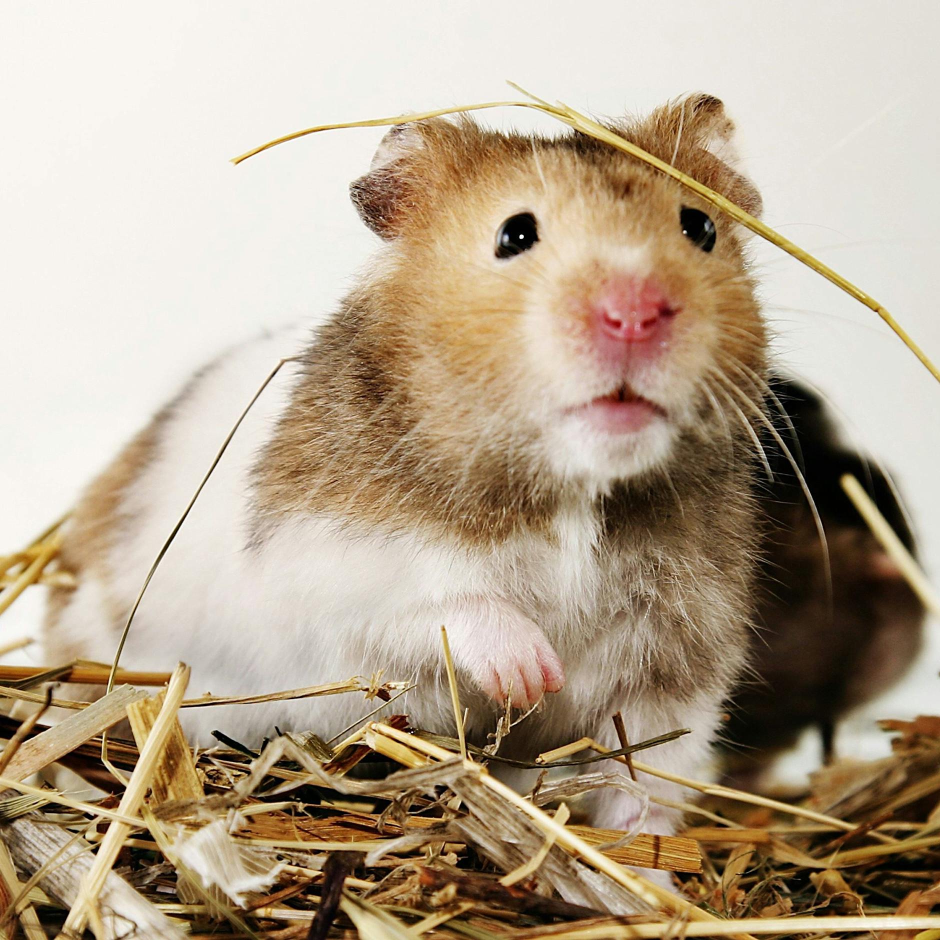 Corona-Impfung durch die Nase? Bei Hamstern hat's schon mal geklappt