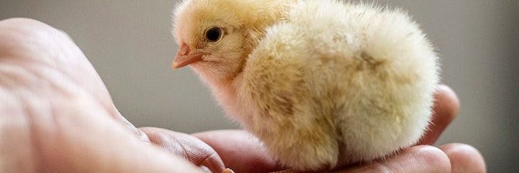 Mit dem millionenfachen Kükentöten in Brütereien ist 2022 Schluss.