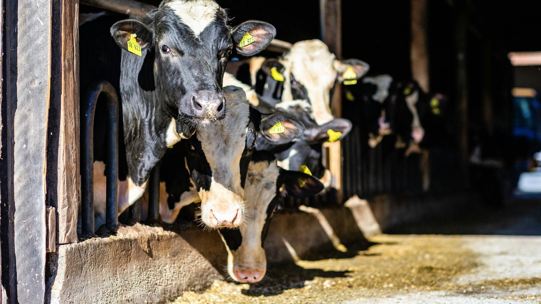 Diese Rinder haben ausreichend Futter. Die Tiere im fränkischen Ansbach verhungerten qualvoll.