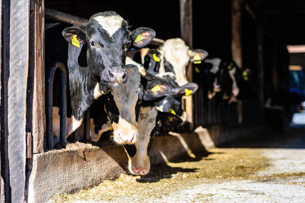 171 Rinder qualvoll verhungert: Bauer angeklagt