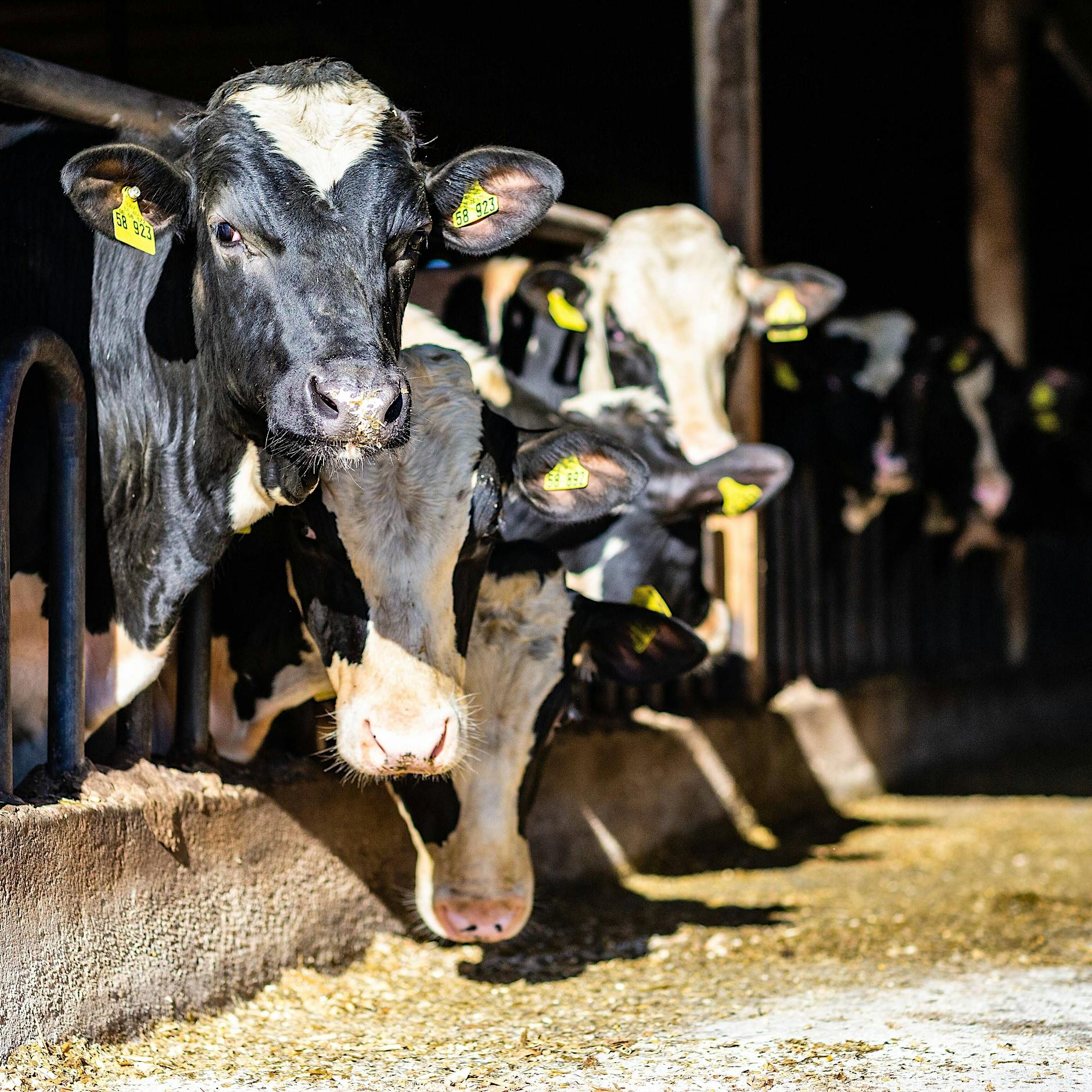 171 Rinder qualvoll verhungert: Bauer angeklagt
