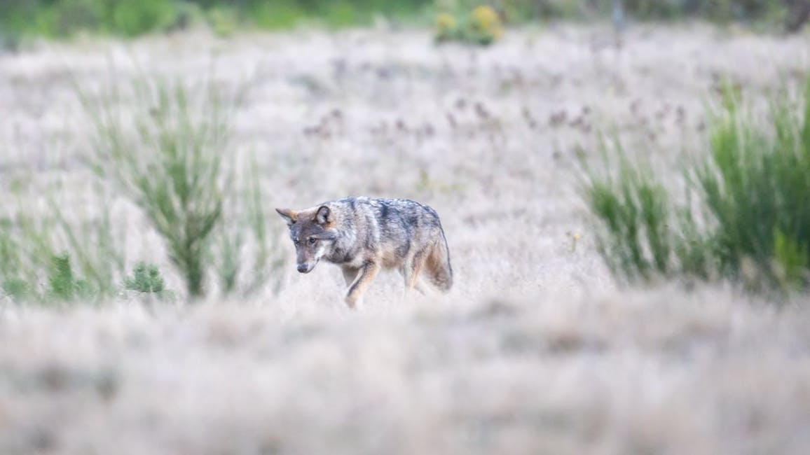 Ein Wolfswelpe streift durch die Döberitzer Heide. Die Tiere kommen Berlin immer näher.