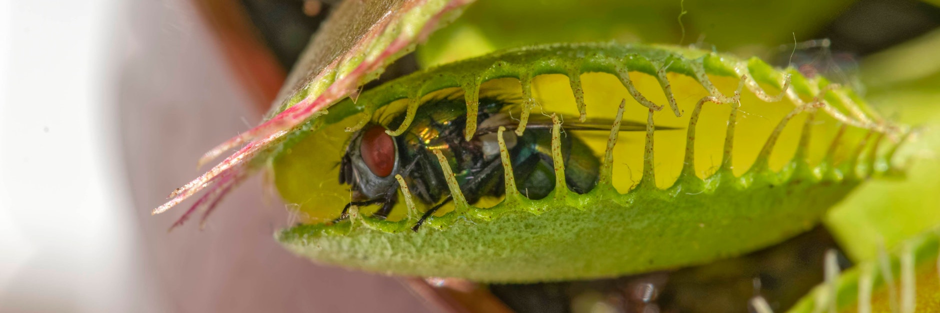 Die fleischfressende Pflanze mit dem Namen Venusfalle hat eine Fliege gefangen.