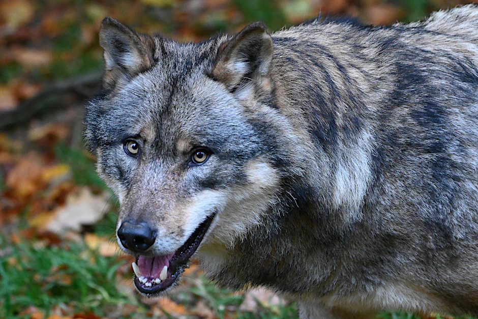 Der Wolf fühlt sich vor allem in Brandenburg heimisch. 49 Rudel wurden gesichtet.