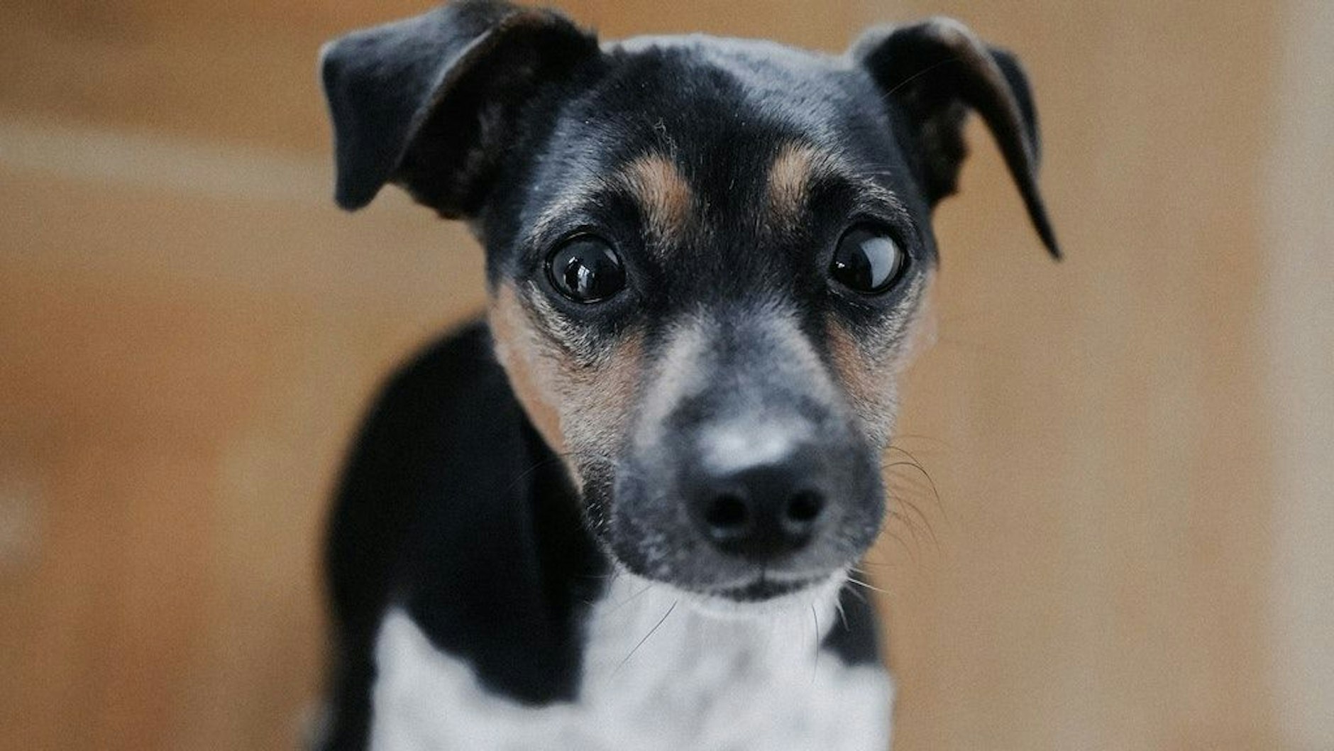 Der verschwundene Jack Russell-Hund Oskar (7).