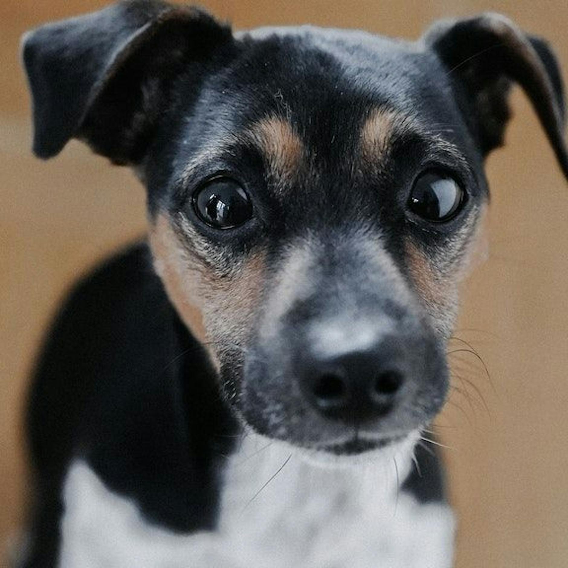 Hoffnung auf ein Weihnachtswunder: Hund Oskar fast drei Monate verschwunden – Jetzt wird die Suche in Berlin verstärkt