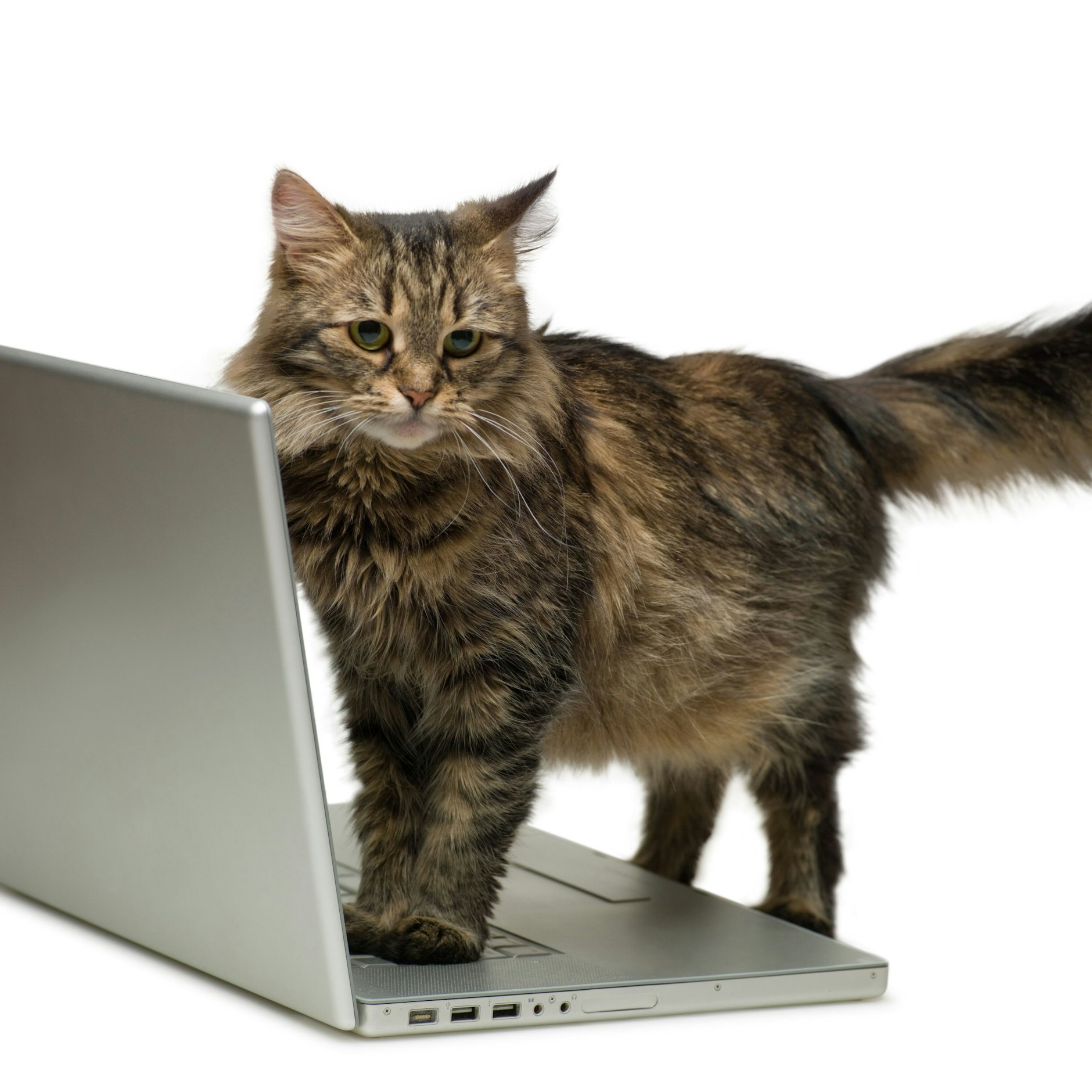 Eine Katze kann bei der Arbeit am Computer inspirierend sein.&nbsp;