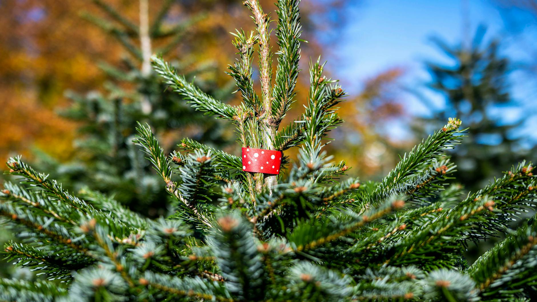 In Deutschland werden jährlich rund 30 Millionen Weihnachtsbäume verkauft (Symbolbild).
