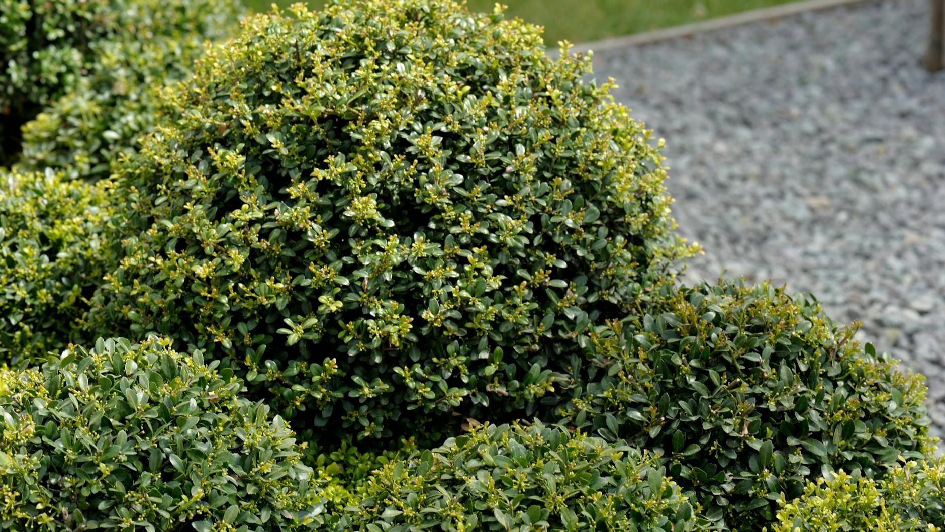 Blätter, Rind und Früchte des Buchsbaums enthalten Gifte. 