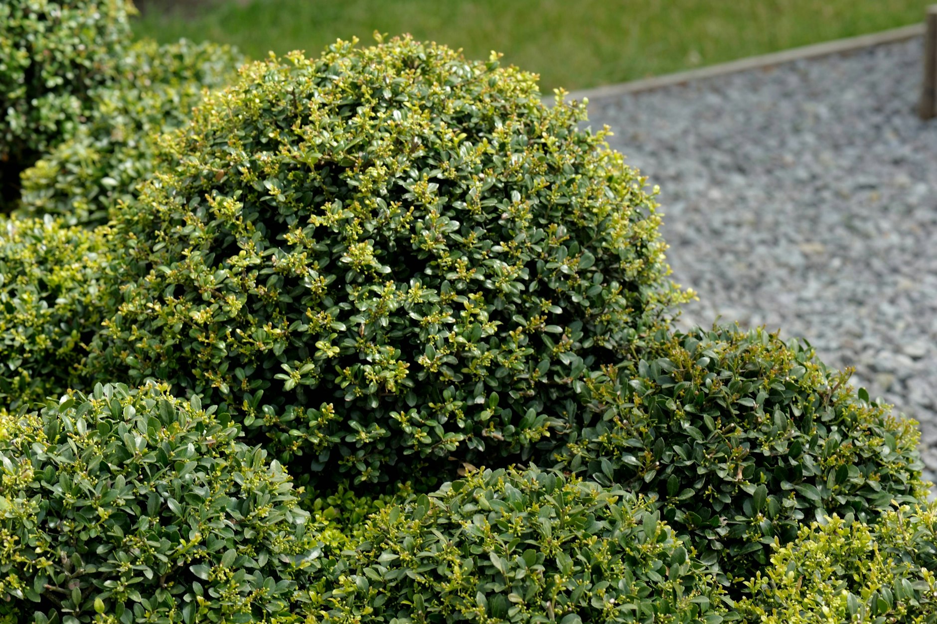 Er ist der Traum eines jeden Balkon- oder Gartenbesitzers: Wer etwas Immergrünes, Dichtes und gut Formbares suchte, das ohne Klagen überall wächst, nimmt den Buchsbaum.