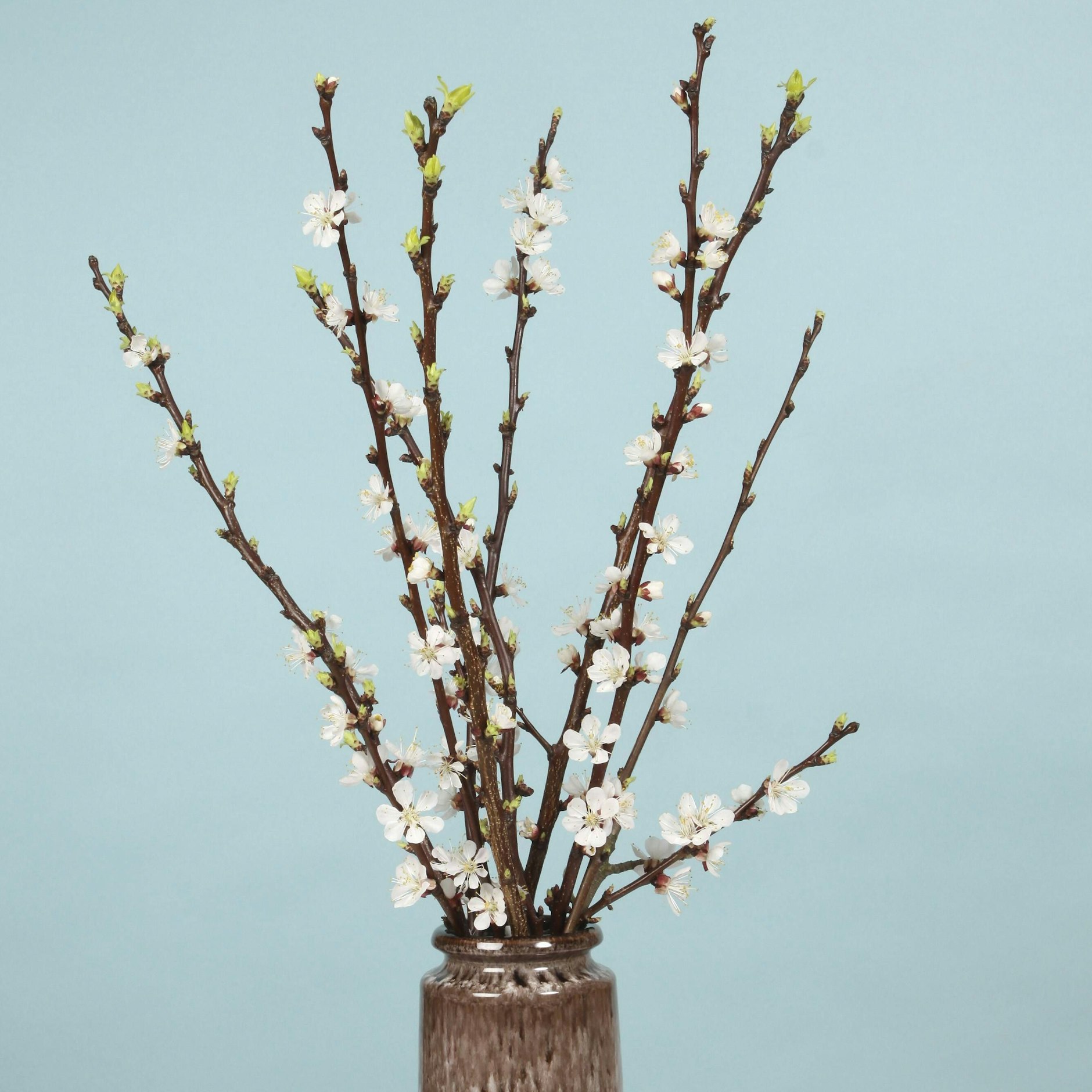 Wer Barbarazweige gut pflegt, bringt sie bis Weihnachten zum Blühen.