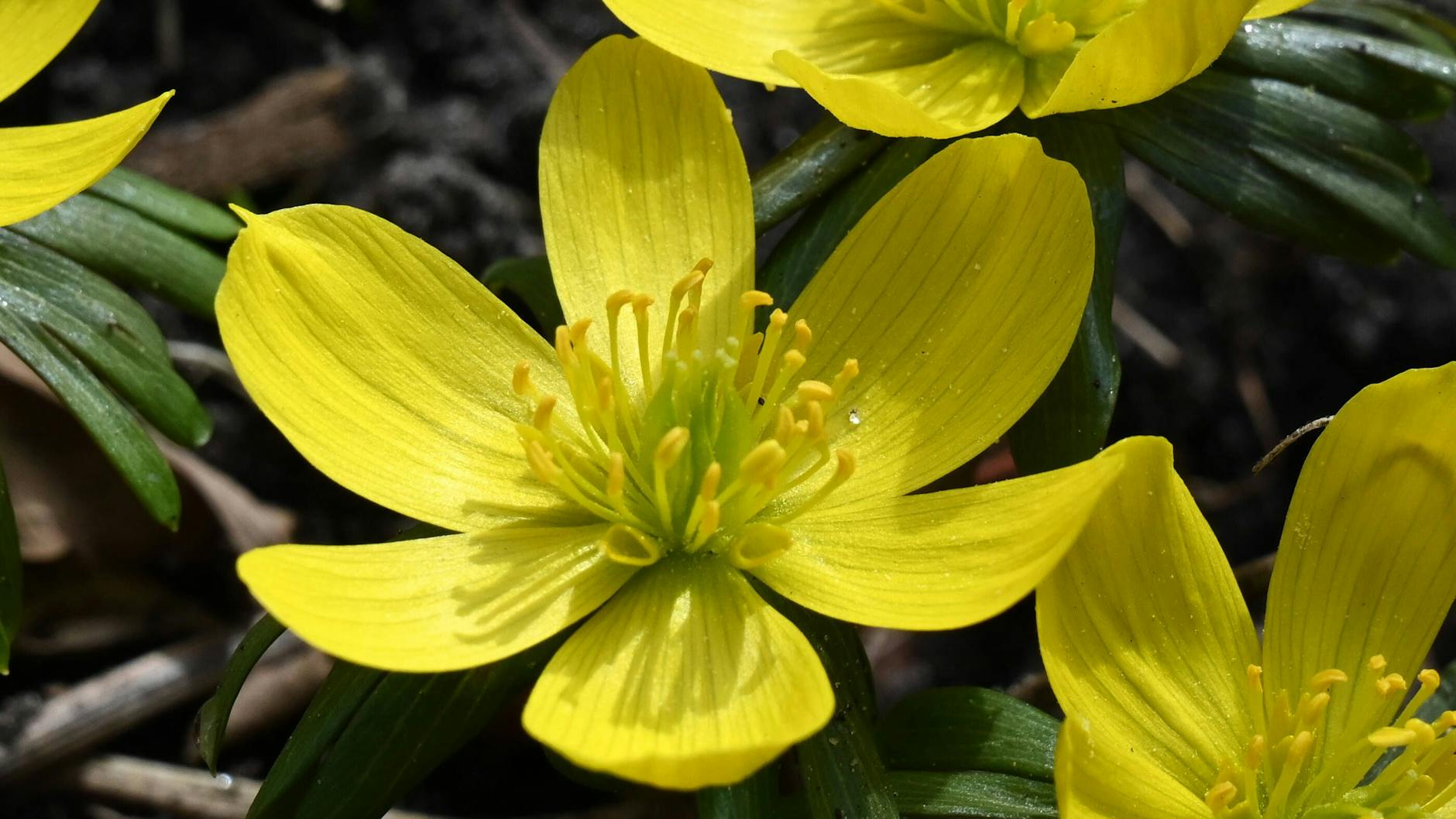 Winterlinge sind die ersten Frühblüher.
