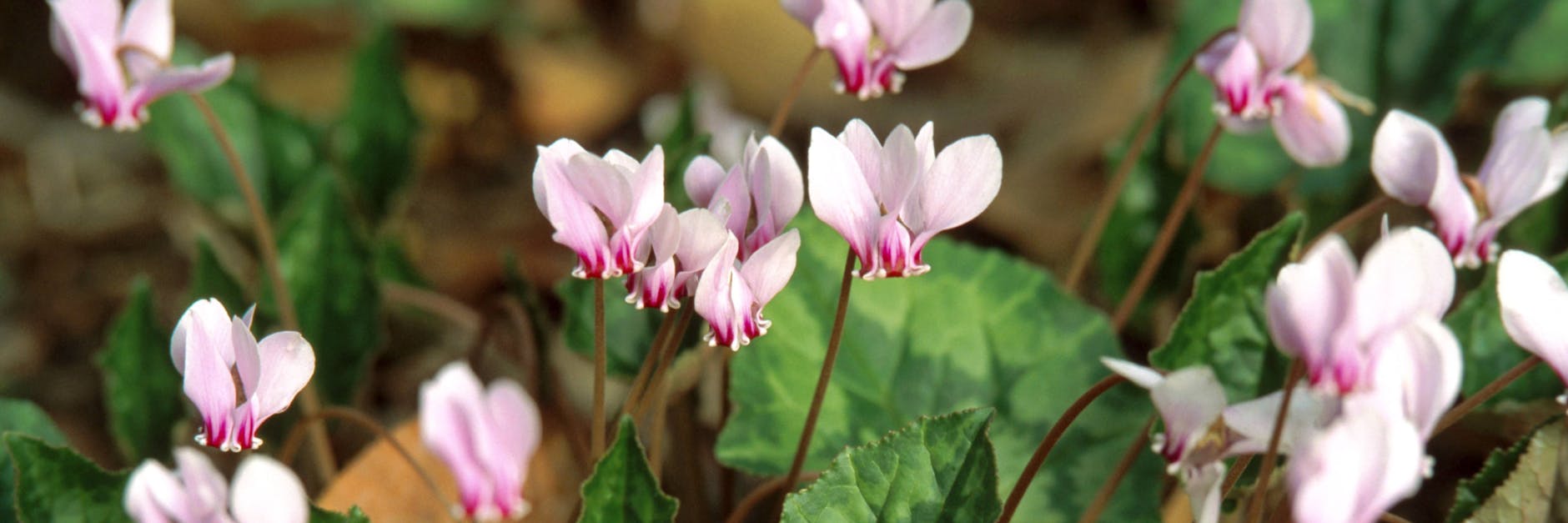 Alpenveilchen blühen vom Herbst bis in das Frühjahr hinein - sie sind also die perfekten Zimmer- und Gartenpflanzen für die Wintersaison.