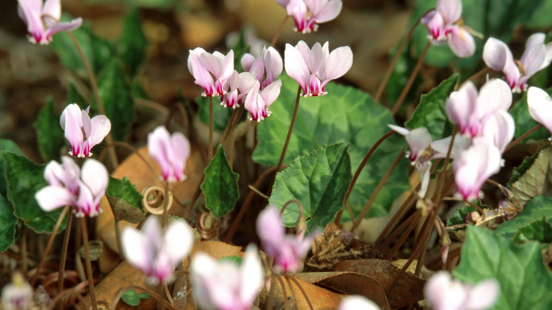 Alpenveilchen können Kälte bis -25 Grad vertragen.