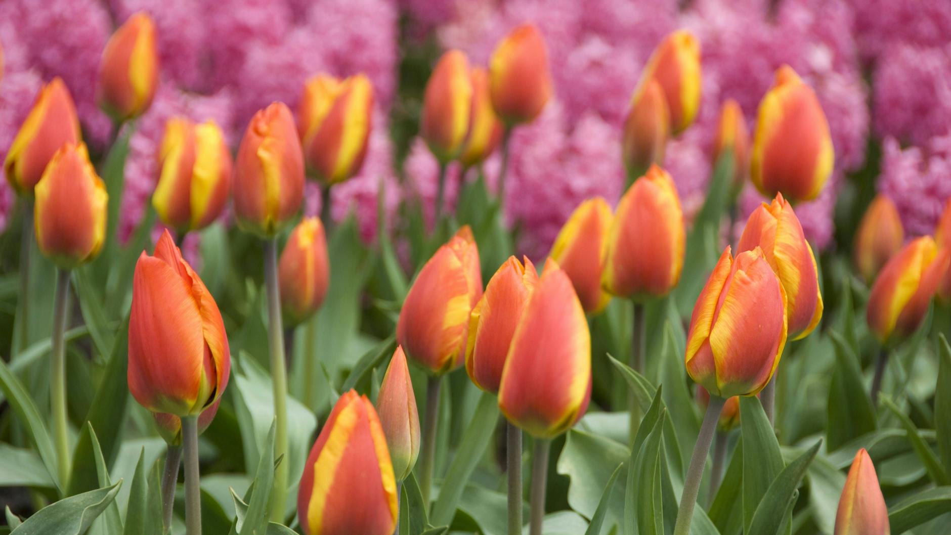 Die Tulpe kann eine besondere Form der Dermitis hervorrufen.