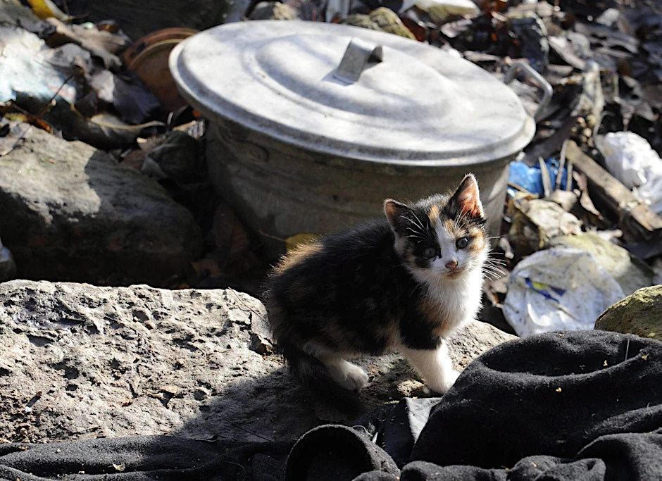 Mehr als hundert Katzen – tot und lebendig – entdeckte die Nichte in der Wohnung (Symbolbild).