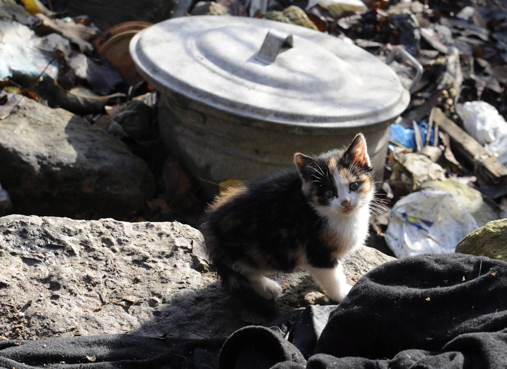 Frankreich: Senior lebte mit 100 toten Katzen zusammen