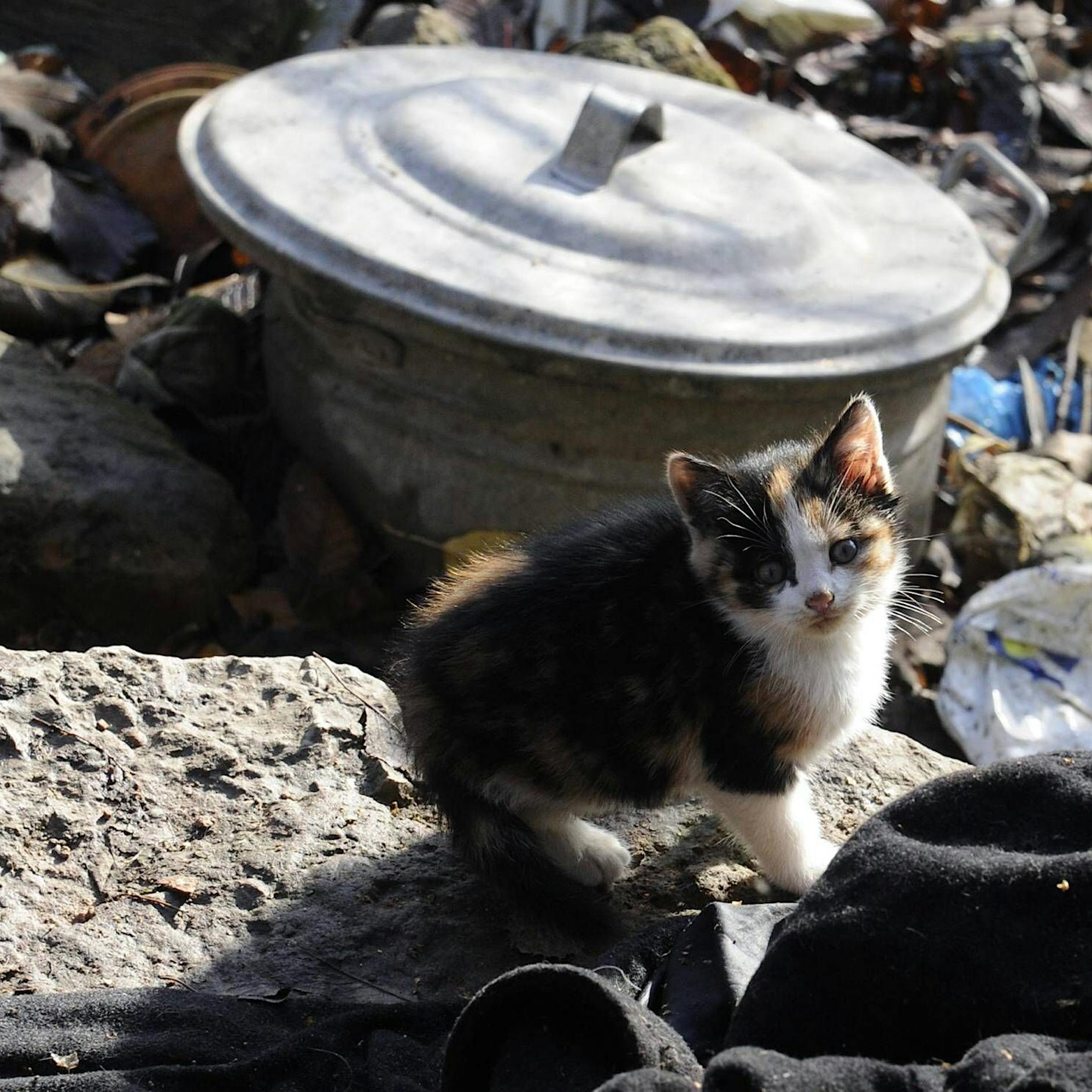 Frankreich: Senior lebte mit 100 toten Katzen zusammen
