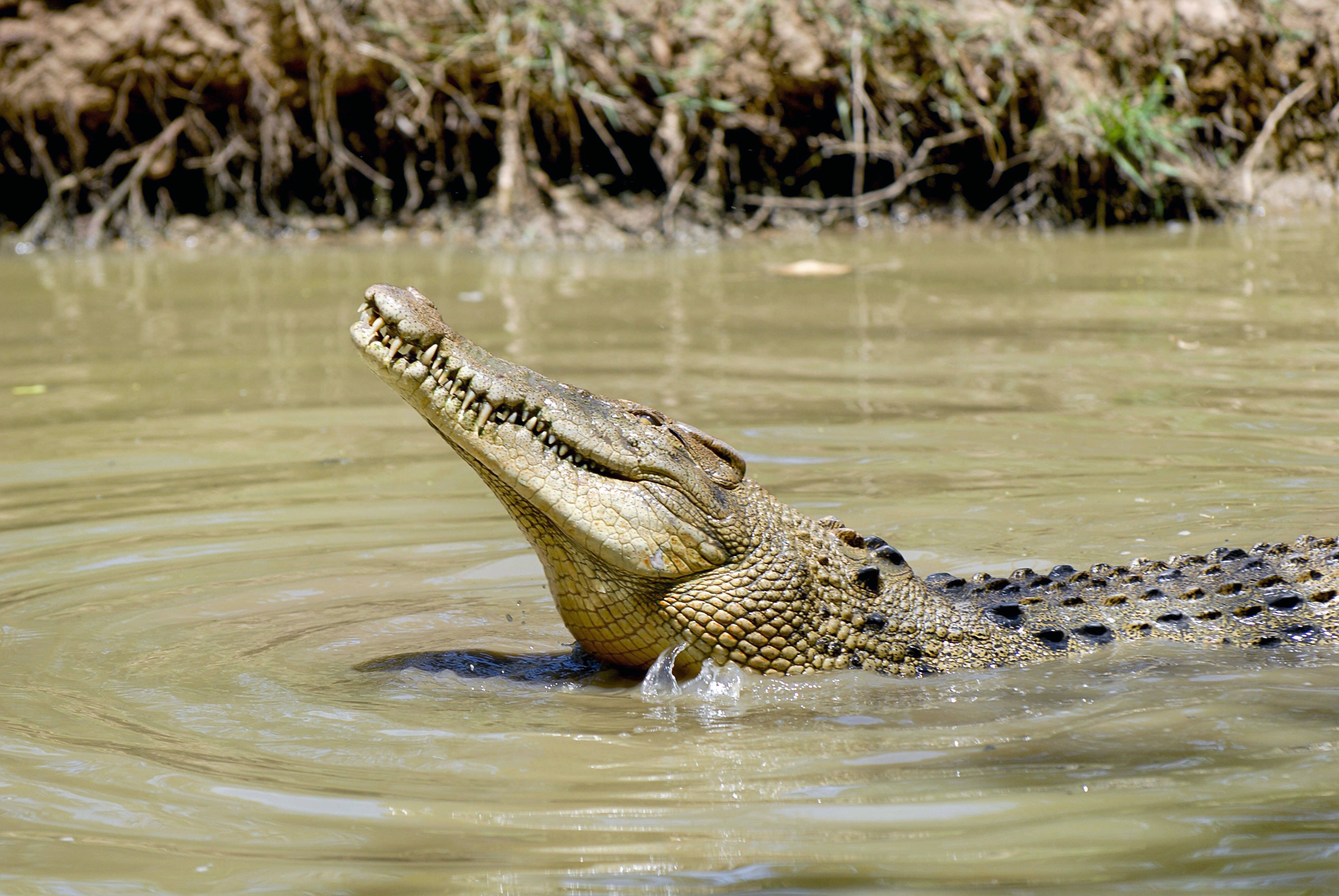 Image - Video: Krokodil greift Mann an, frisst dessen Hund