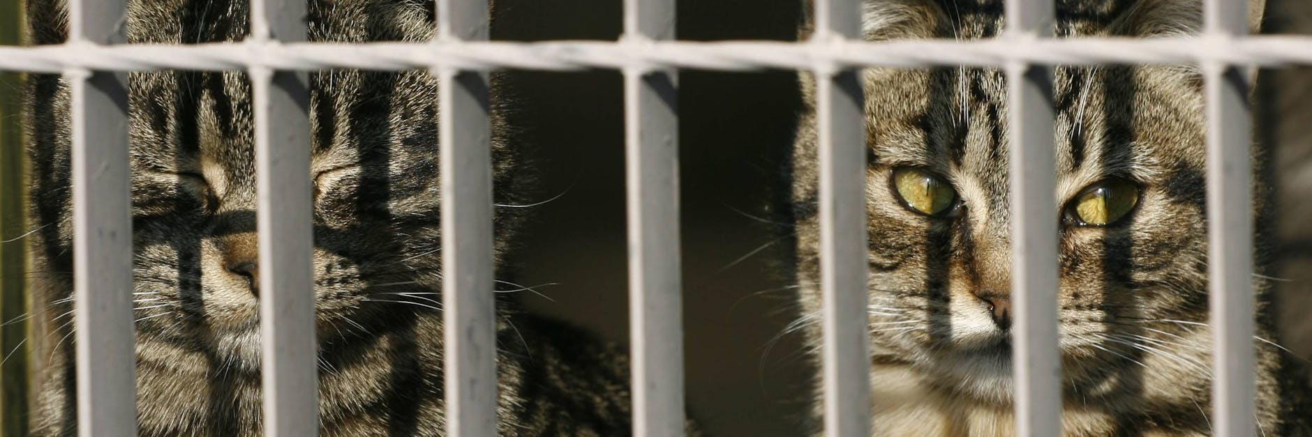 Katzen im Tierheim (Symbolbild)