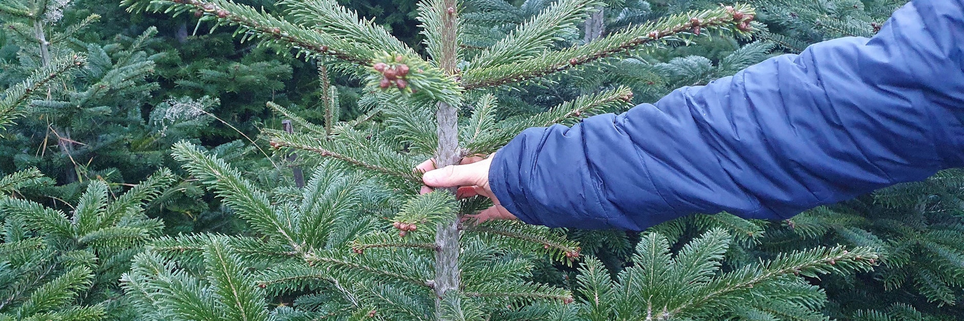 Milben, Läuse, Zecken, Spinnen Jeder Weihnachtsbaum bringt 25.000