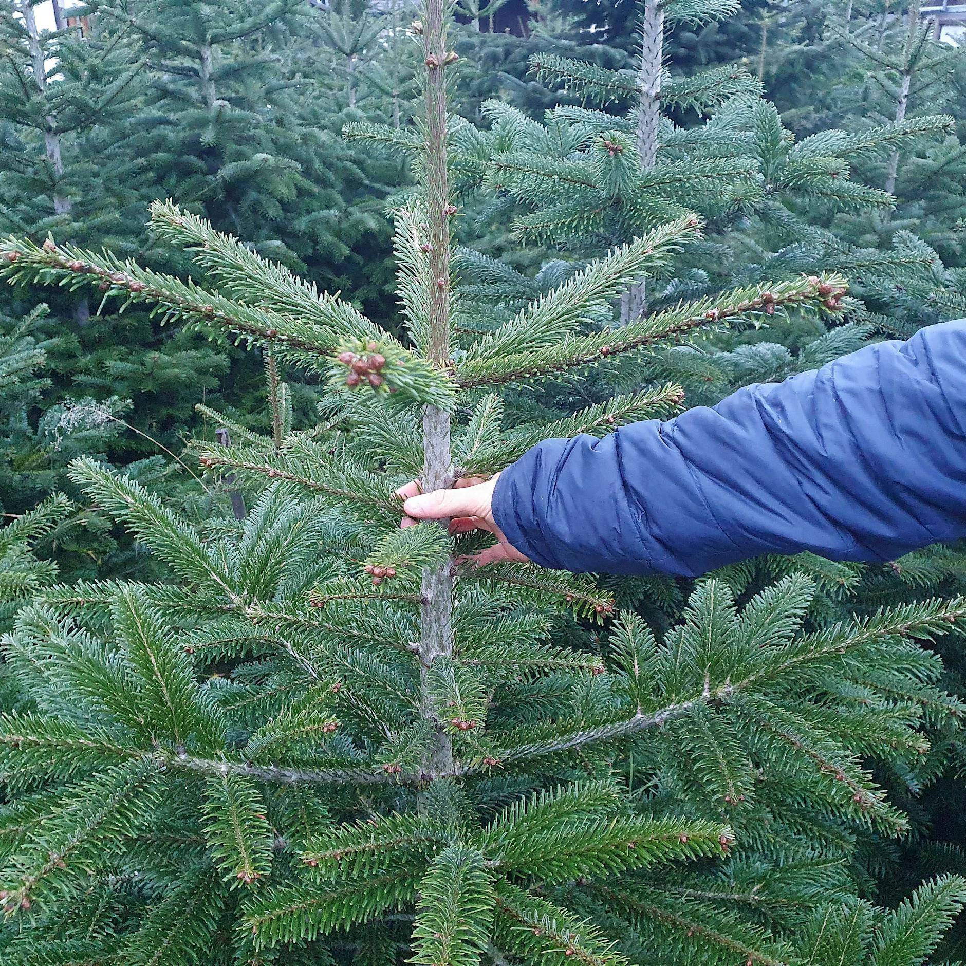 Milben, Läuse, Zecken, Spinnen: Jeder Weihnachtsbaum bringt 25.000 Tierchen ins Haus! Aber wie gefährlich ist das?