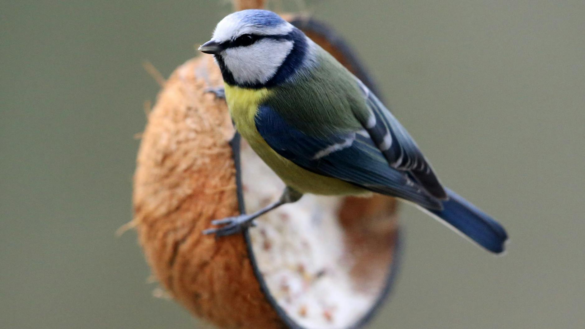 Eine Blaumeise hat bereits ihre Futterquelle für den Winter gefunden: Eine mit selbstgemachtem Vogelfutter gefüllte Kokosnuss.