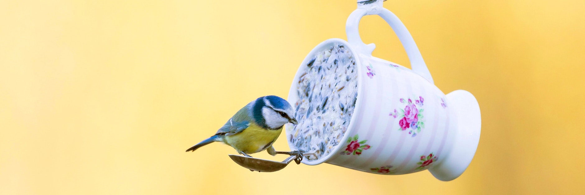 Dunkle Sonnenblumenkerne fressen alle Vögel gern. Sie sind die perfekte Grundlage, wenn man Vogelfutter selber macht.