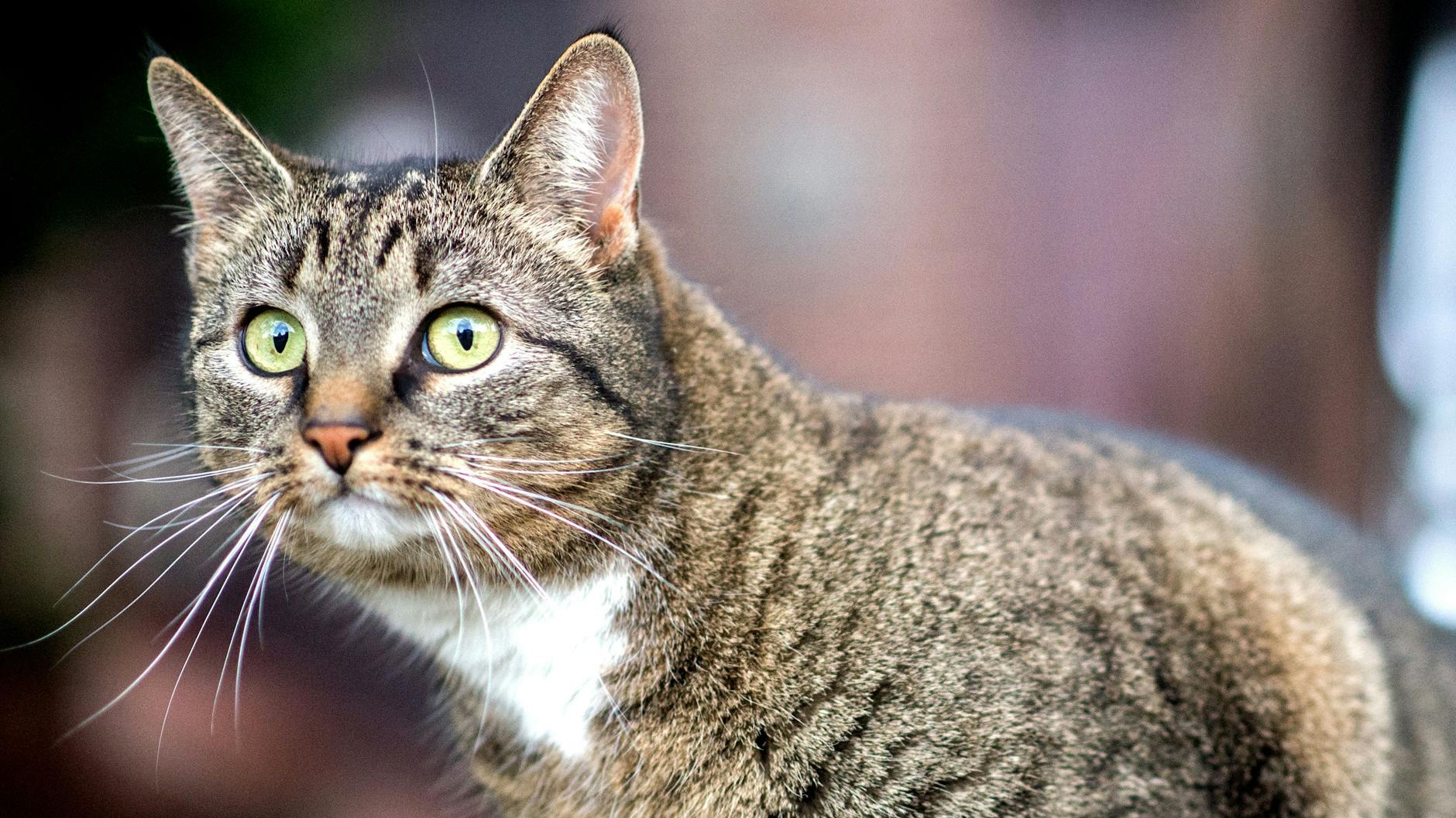 Rund vier Prozent der Hauskatzen in Europa haben sich einer Studie zufolge im Frühjahr und Sommer 2020 mit dem Coronavirus infiziert (Symbolbild). 