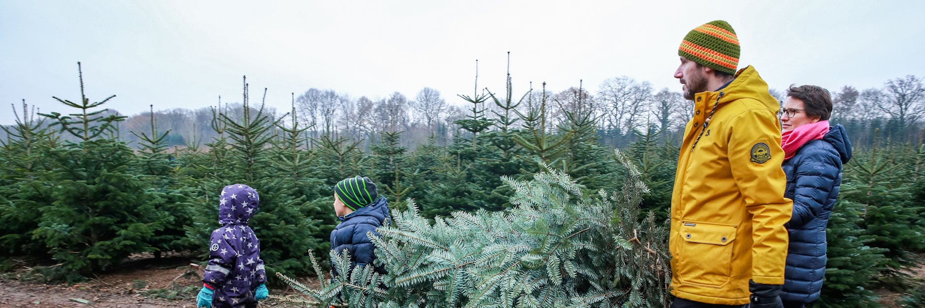 Eine kleine Familie trägt den frisch geschlagenen Weihnachtsbaum. An vielen Orten in Brandenburg ist es auch dieses Jahr möglich, den Baum selber zu schlagen. 