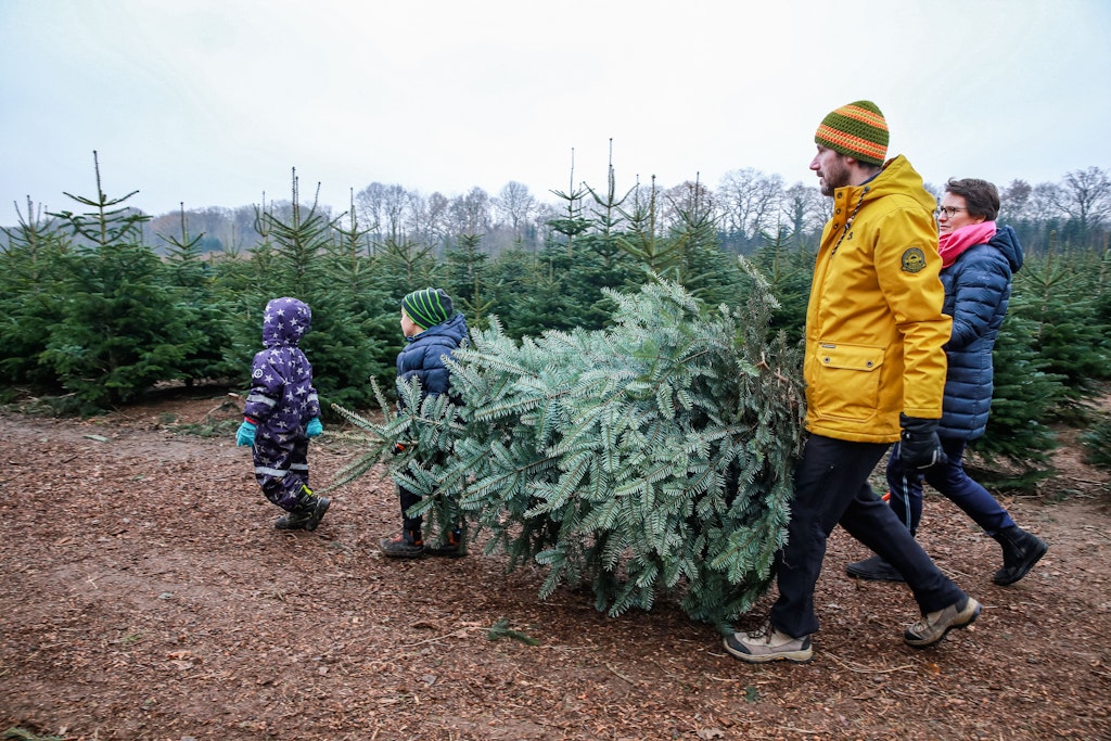 Hier können Sie Ihren Weihnachtsbaum jetzt noch selber schlagen