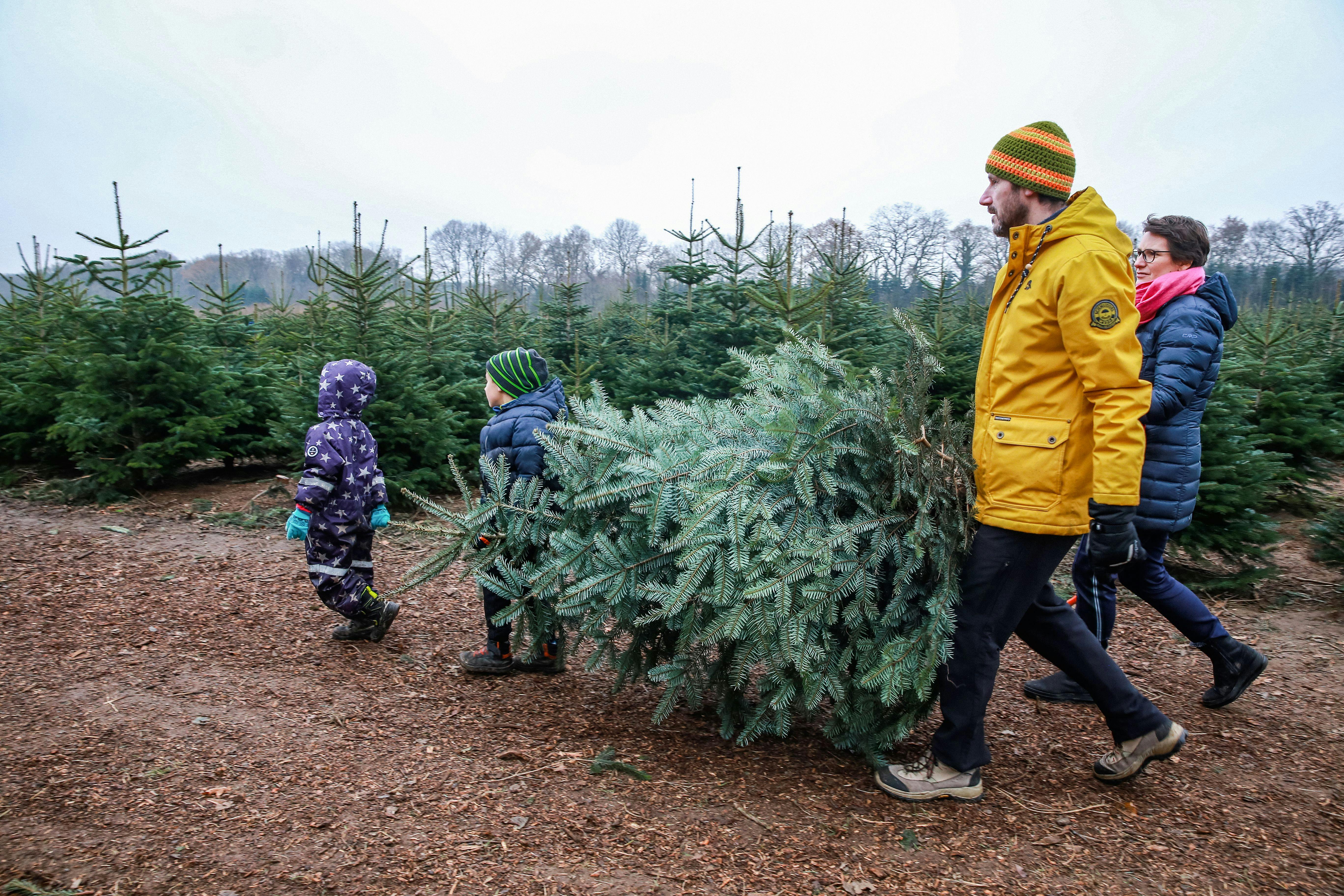 Hier können Sie Ihren Weihnachtsbaum jetzt noch selber schlagen 