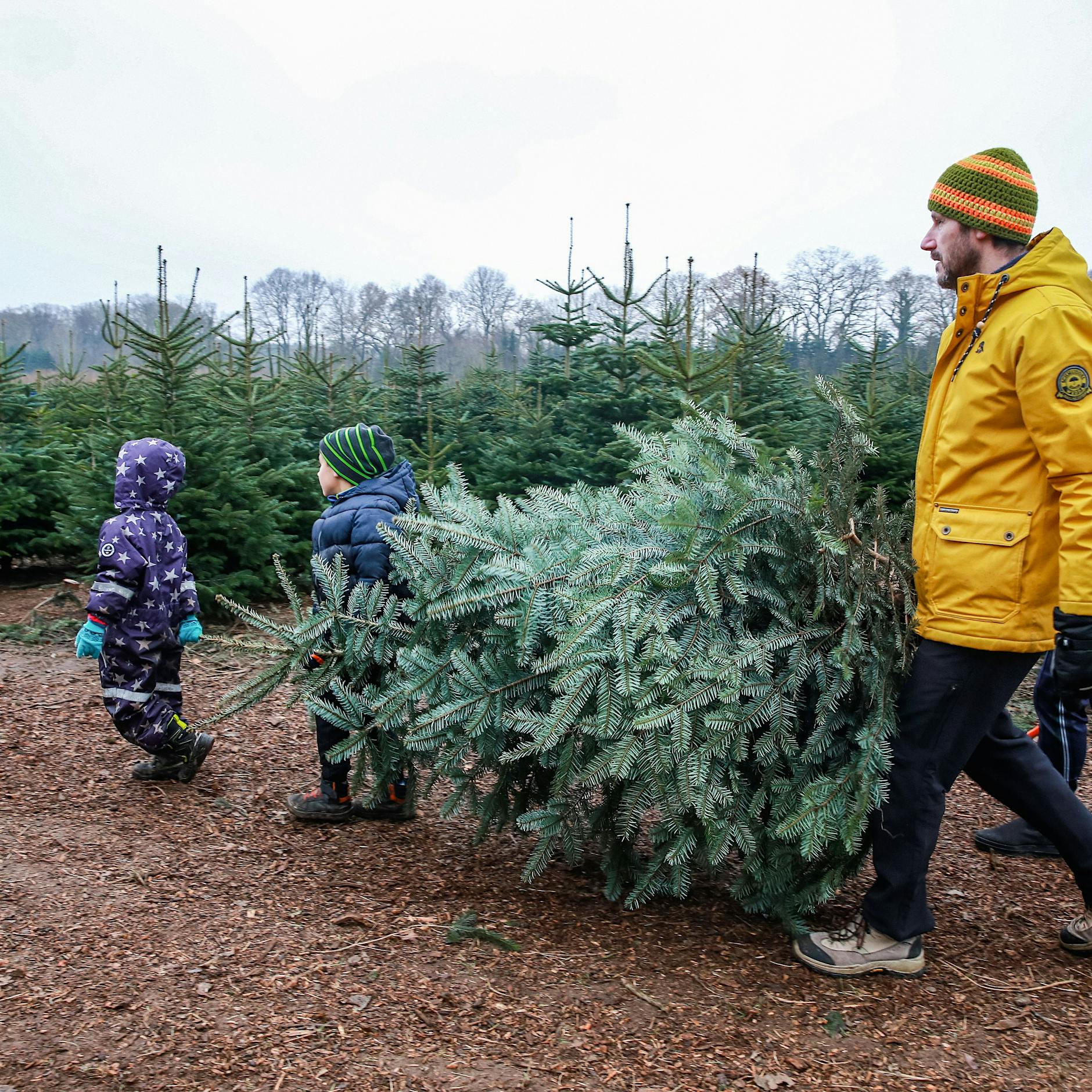 Hier können Sie Ihren Weihnachtsbaum jetzt noch selber schlagen +++ Alle Adressen +++ Alle Regeln in Berlin und Brandenburg
