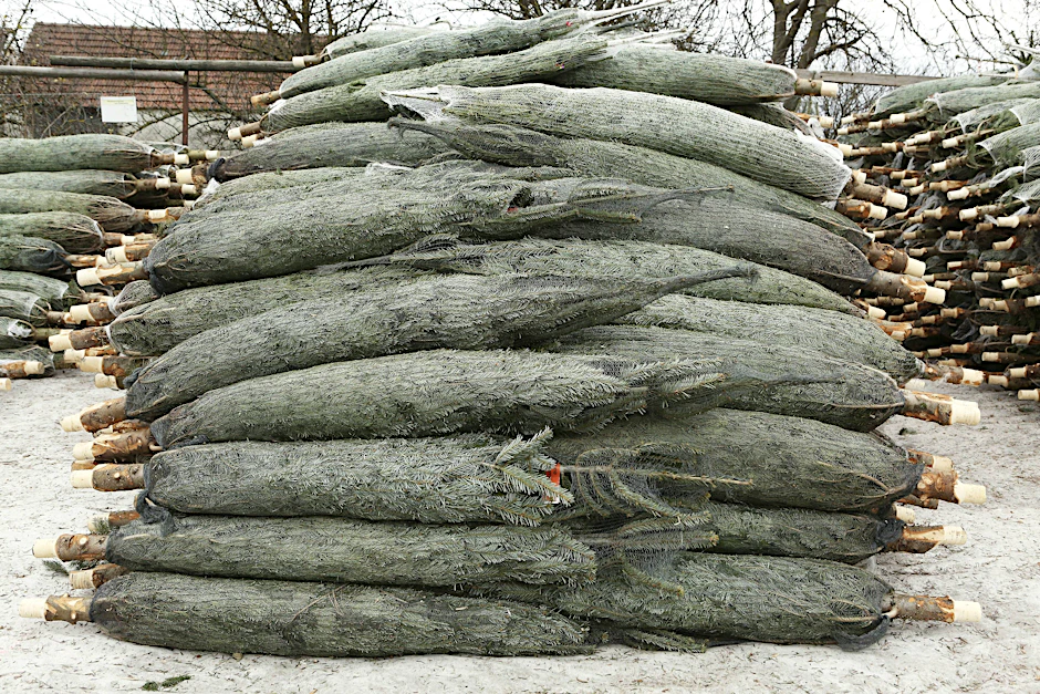 Polizeidienststellen in Brandenburg und Mecklenburg-Vorpommern ermitteln nach dem Diebstahl von insgesamt 103 Weihnachtsbäumen (Symbolbild).