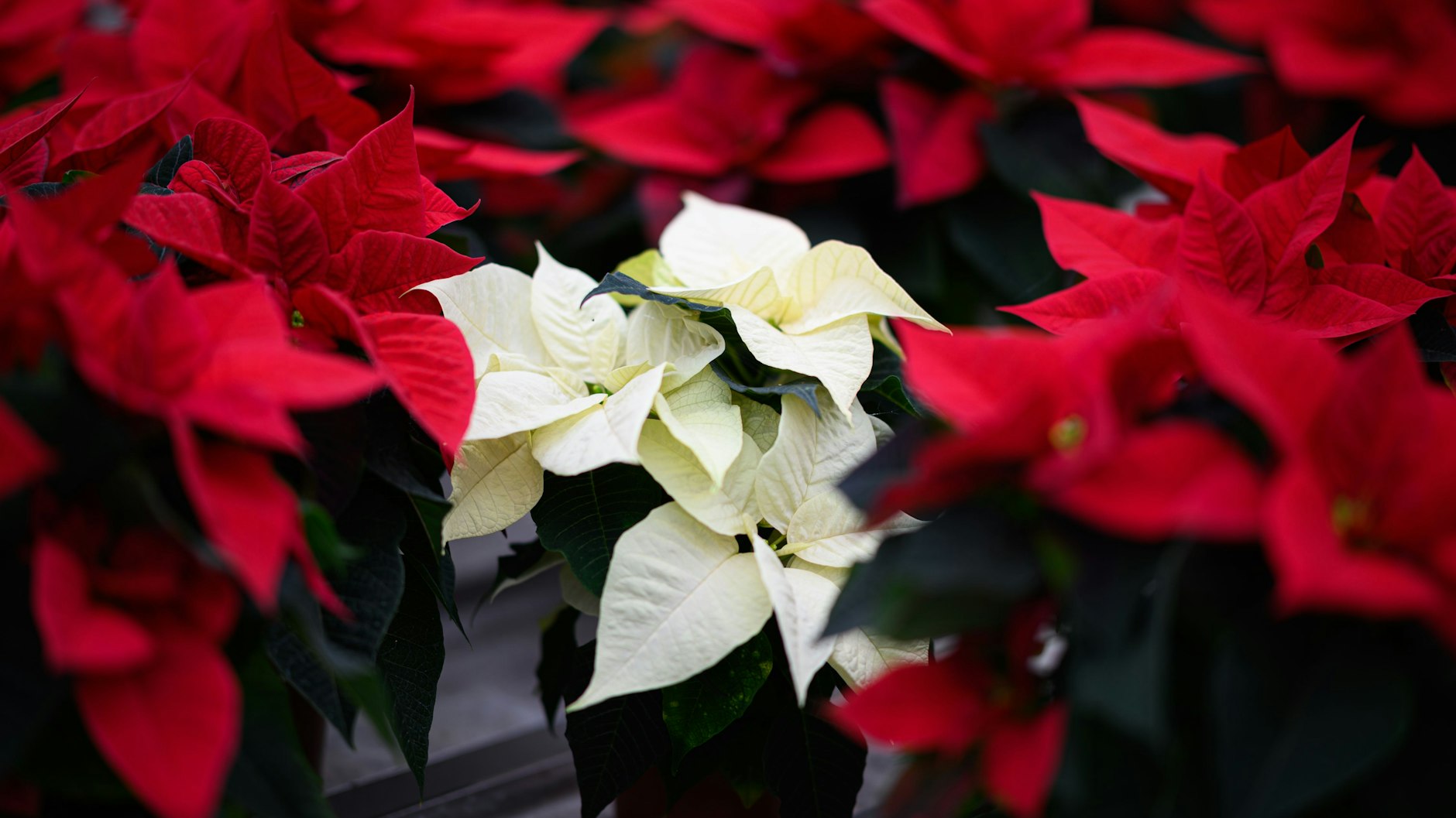 Ein weißer Weihnachtsstern steht zwischen roten Exemplaren.