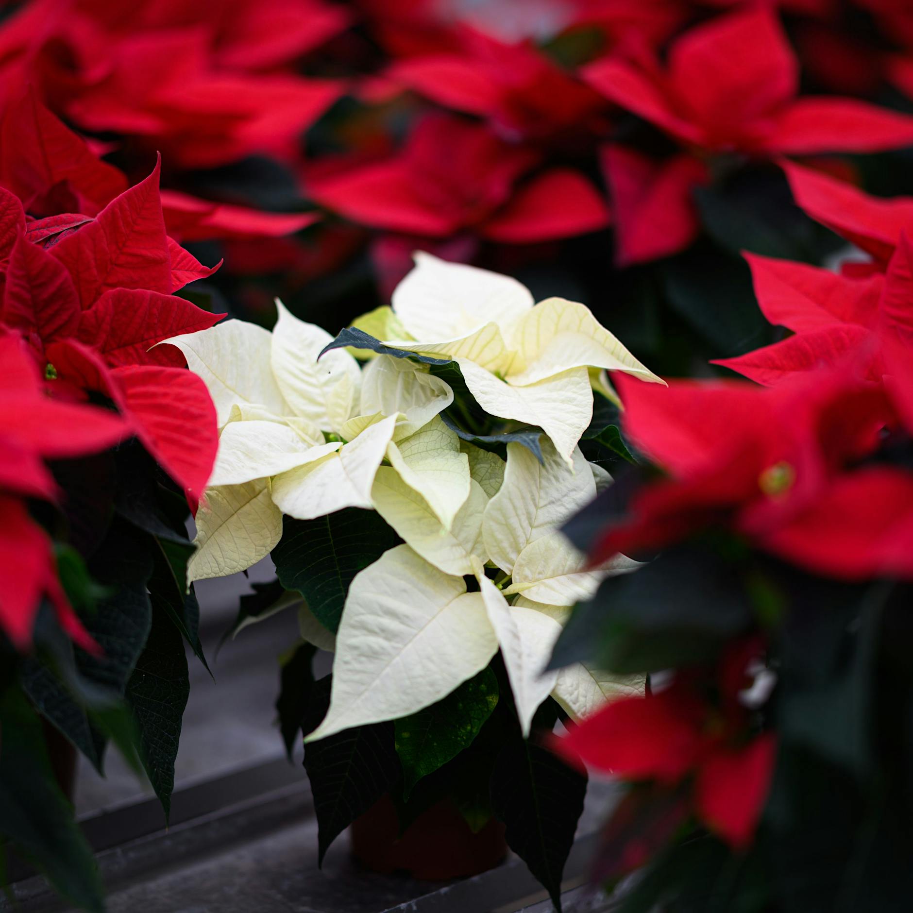 Weihnachtsstern retten statt wegschmeißen: So bringen Sie ihn wieder zum Blühen