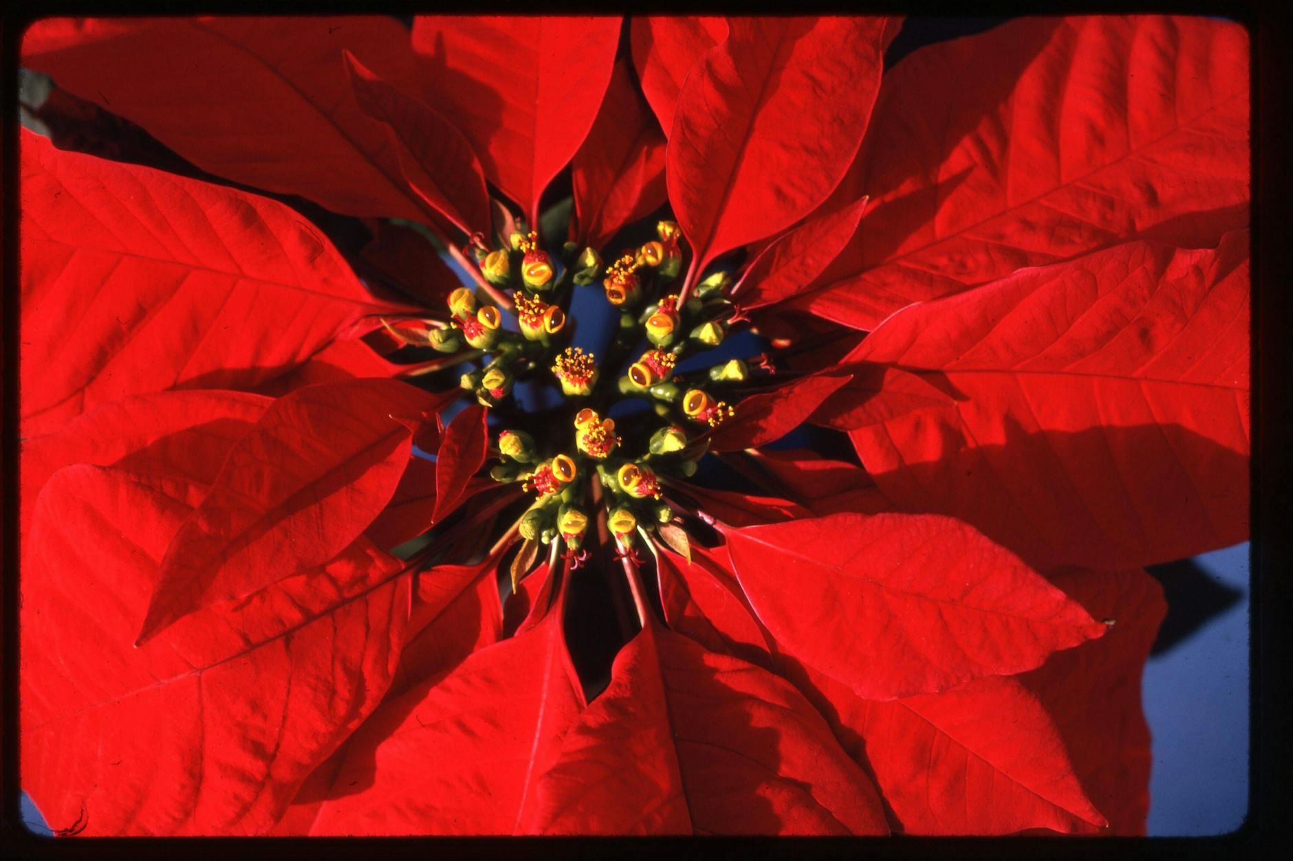 Ehre, wem Ehre gebührt: Weihnachtsstern.