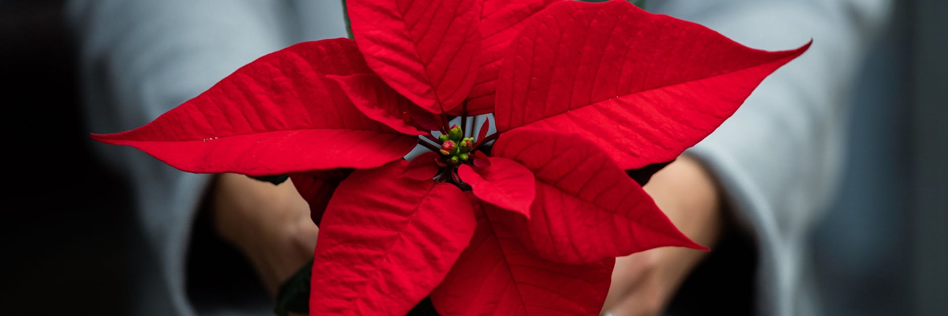 Photoperiodismus heißt das Zauberwort für eine neue Blüte. Aber wir erklären in einfachen Worten, wie Sie Ihrem Weihnachtsstern ein zweites Leben schenken.