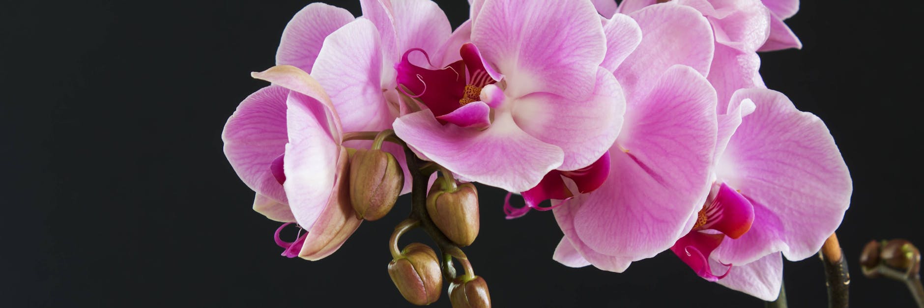 Dank ihrer farbenfrohen Blüten sind Orchideen besonders beliebt, obwohl sie als sehr empfindlich gelten.