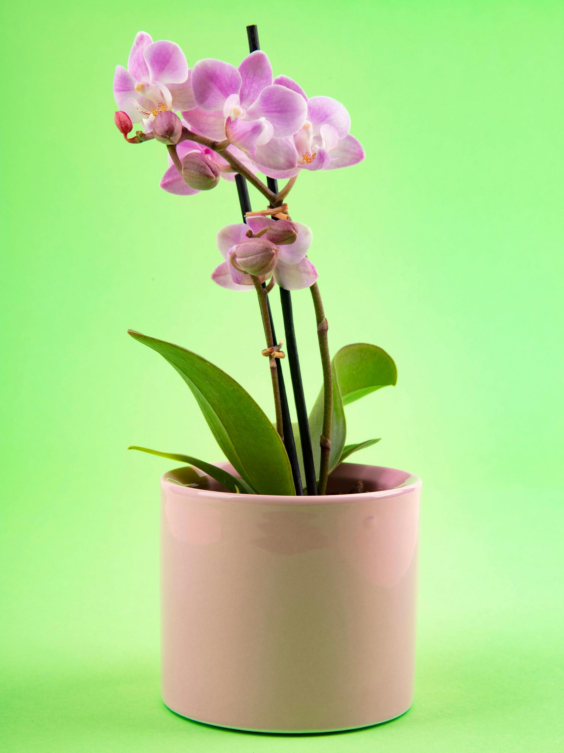 Mit ein paar einfachen Tipps und Tricks hat auch Ihre Orchidee ein paar prächtige Blüten.